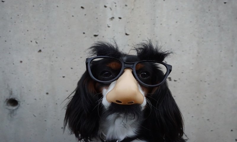 Обои очки, стена, собака, юмор, нос, спаниель, glasses, wall, dog, humor, nose, spaniel разрешение 1920x1080 Загрузить