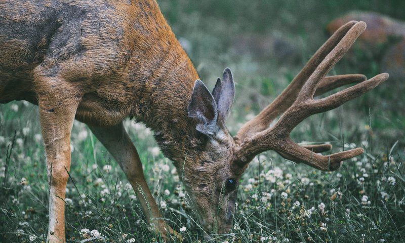 Обои цветы, трава, природа, олень, животное, рога, мех, дикая природа, flowers, grass, nature, deer, animal, horns, fur, wildlife разрешение 5472x3648 Загрузить