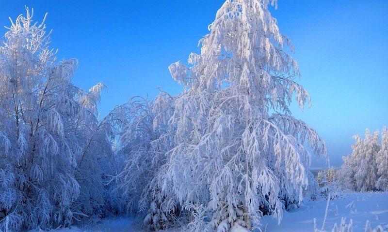 Обои небо, деревья, снег, зима, пейзаж, ветки, иней, the sky, trees, snow, winter, landscape, branches, frost разрешение 1920x1200 Загрузить