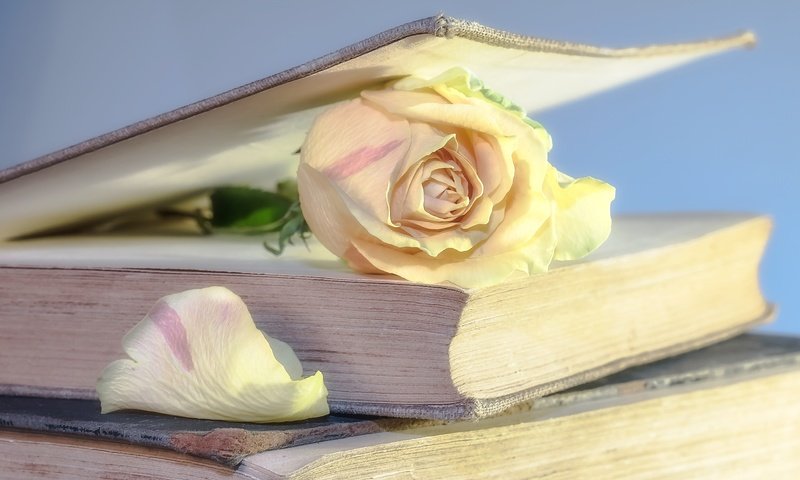 Обои цветок, роза, лепестки, книги, книга, страницы, flower, rose, petals, books, book, page разрешение 5812x3593 Загрузить