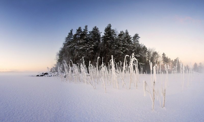 Обои небо, деревья, снег, природа, растения, зима, пейзаж, туман, the sky, trees, snow, nature, plants, winter, landscape, fog разрешение 1920x1080 Загрузить