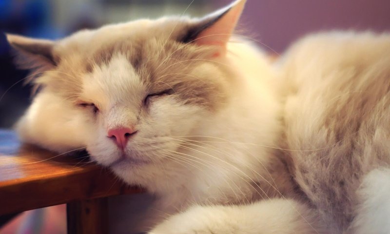 Обои кот, мордочка, усы, кошка, спит, cat, muzzle, mustache, sleeping разрешение 2560x1440 Загрузить