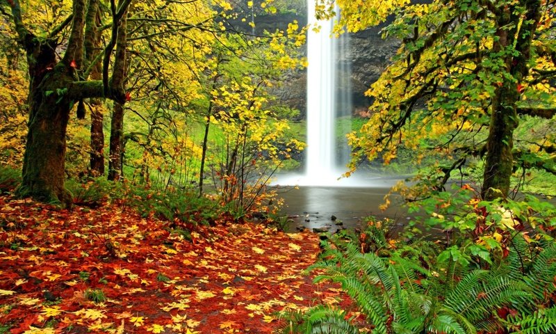 Обои деревья, лес, пейзаж, листва, водопад, осень, папоротник, trees, forest, landscape, foliage, waterfall, autumn, fern разрешение 1920x1200 Загрузить