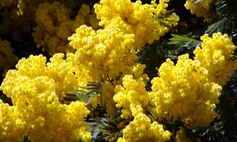 Обои цветы, природа, листья, весна, желтые, акация, мимоза, flowers, nature, leaves, spring, yellow, acacia, mimosa разрешение 2400x1800 Загрузить