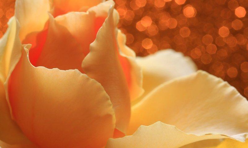 Обои цветок, роза, лепестки, блики, жёлтая, flower, rose, petals, glare, yellow разрешение 2048x1365 Загрузить