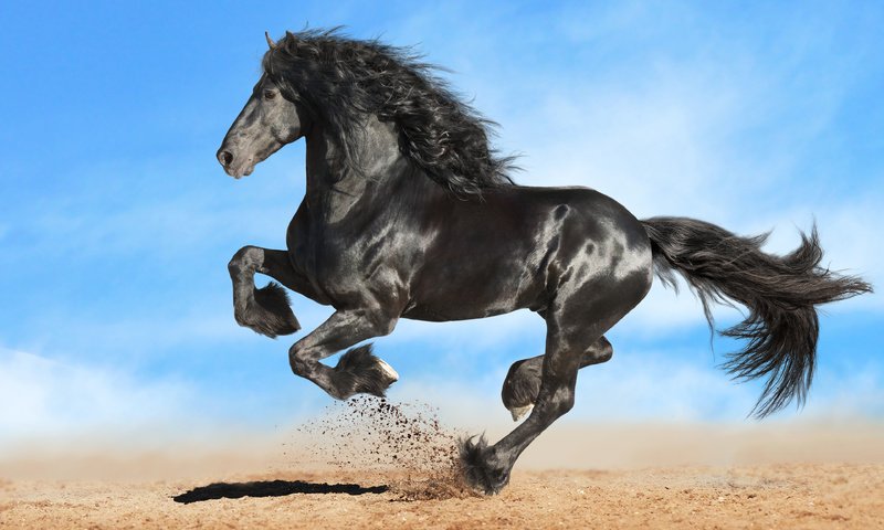 Обои лошадь, конь, грива, копыта, жеребец, фриз, вороной, фризская лошадь, horse, mane, hooves, stallion, frieze, crow, friesian horse разрешение 3840x2400 Загрузить