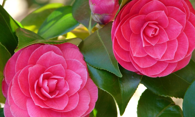 Обои цветы, листья, лепестки, розовые, камелия, flowers, leaves, petals, pink, camellia разрешение 2592x1944 Загрузить