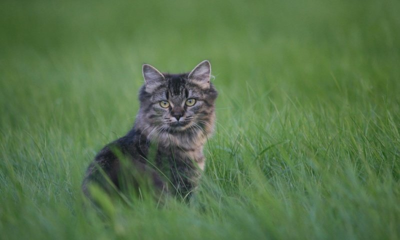 Обои трава, кот, мордочка, усы, кошка, взгляд, grass, cat, muzzle, mustache, look разрешение 1920x1200 Загрузить