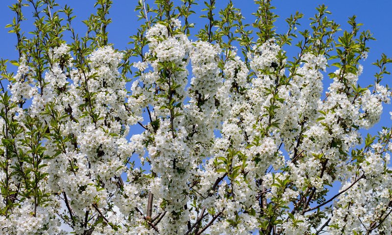 Обои небо, дерево, цветение, ветки, весна, белые цветы, the sky, tree, flowering, branches, spring, white flowers разрешение 3840x2160 Загрузить