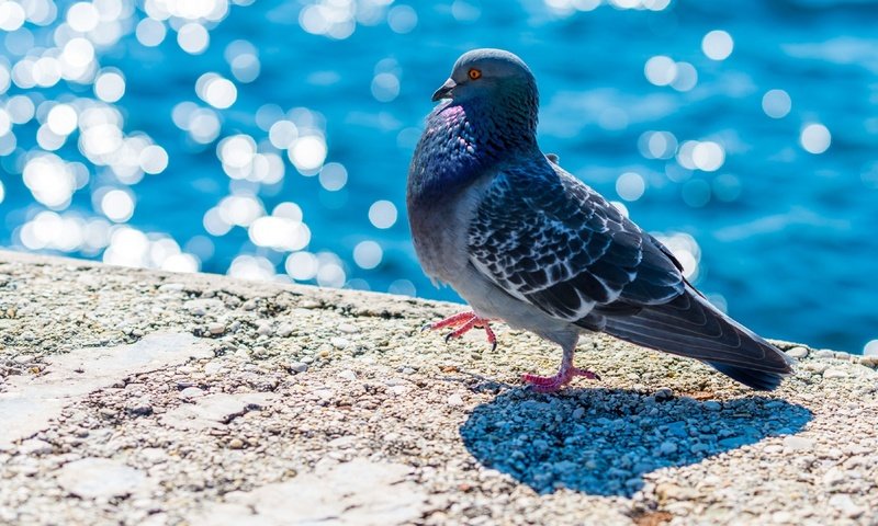 Обои вода, набережная, птица, клюв, перья, голубь, боке, water, promenade, bird, beak, feathers, dove, bokeh разрешение 2560x1440 Загрузить