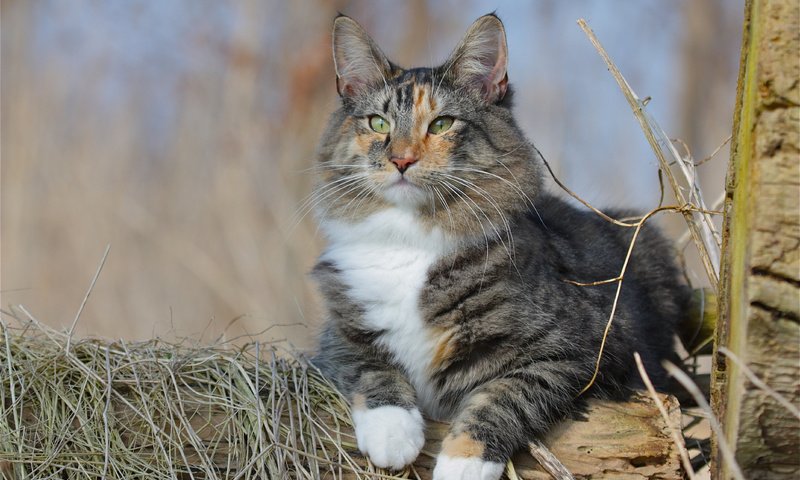Обои глаза, кот, мордочка, кошка, взгляд, пушистый, лежит, лапки, норвежская лесная кошка, norwegian forest cat, eyes, cat, muzzle, look, fluffy, lies, legs разрешение 4272x2848 Загрузить
