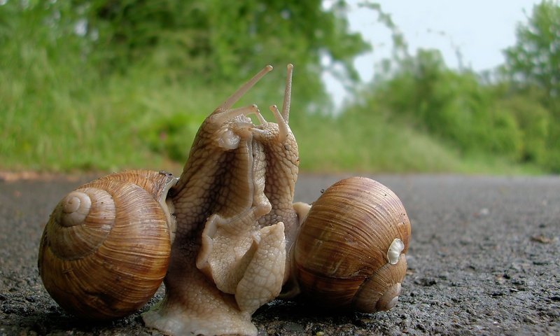 Обои отношения, улитки, виноградная улитка, relationship, snails, grape snail разрешение 2468x1626 Загрузить