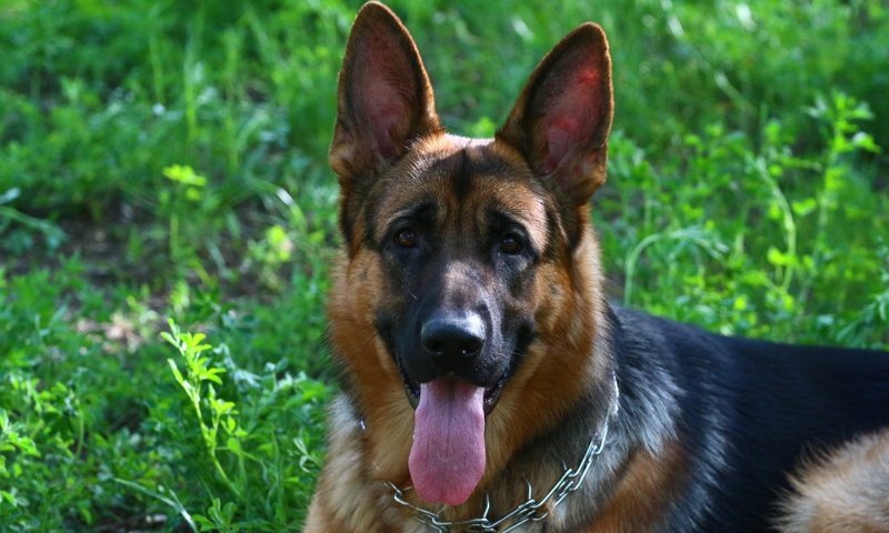 Обои собака, друг, язык, немецкая овчарка, dog, each, language, german shepherd разрешение 1920x1280 Загрузить