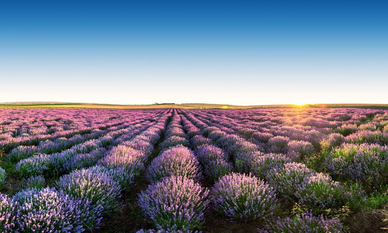 Обои небо, цветы, пейзаж, поле, лаванда, горизонт, the sky, flowers, landscape, field, lavender, horizon разрешение 3840x2400 Загрузить