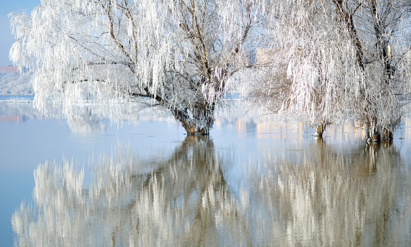 Обои озеро, природа, зима, отражение, иней, ивы, lake, nature, winter, reflection, frost, willow разрешение 3840x2400 Загрузить