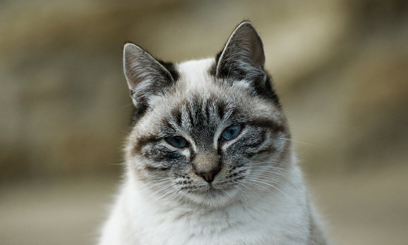 Обои глаза, фон, кот, мордочка, усы, кошка, взгляд, eyes, background, cat, muzzle, mustache, look разрешение 1920x1200 Загрузить