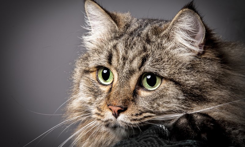 Обои кот, мордочка, усы, кошка, взгляд, зеленые глаза, cat, muzzle, mustache, look, green eyes разрешение 3818x2863 Загрузить