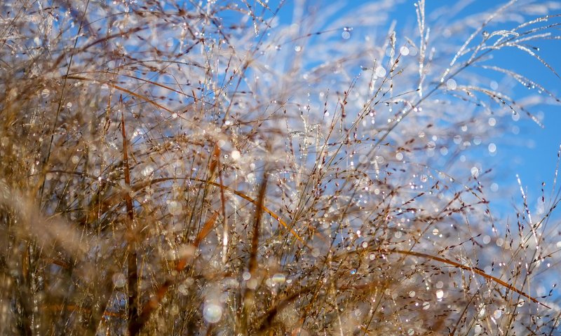 Обои небо, макро, роса, колоски, растение, боке, капли воды, the sky, macro, rosa, spikelets, plant, bokeh, water drops разрешение 4896x3264 Загрузить