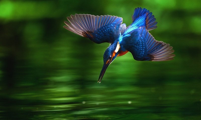 Обои вода, крылья, птица, клюв, перья, зимородок, water, wings, bird, beak, feathers, kingfisher разрешение 1920x1200 Загрузить