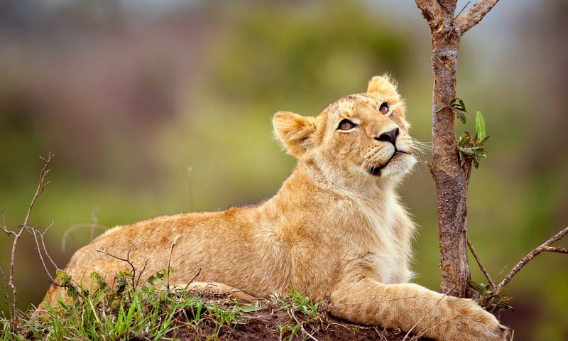 Обои трава, ветка, мордочка, взгляд, лежит, лев, львёнок, детеныш, grass, branch, muzzle, look, lies, leo, lion, cub разрешение 1920x1080 Загрузить