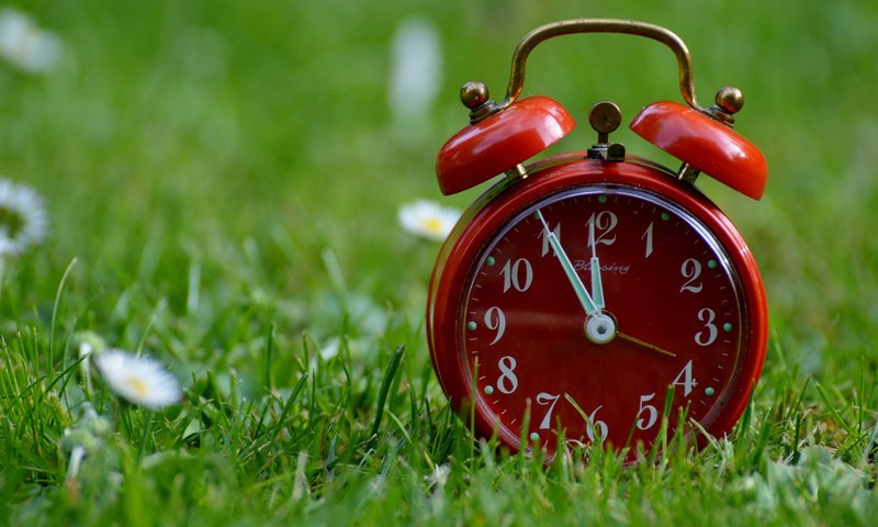 Обои цветы, трава, часы, ромашки, время, будильник, flowers, grass, watch, chamomile, time, alarm clock разрешение 2880x1800 Загрузить