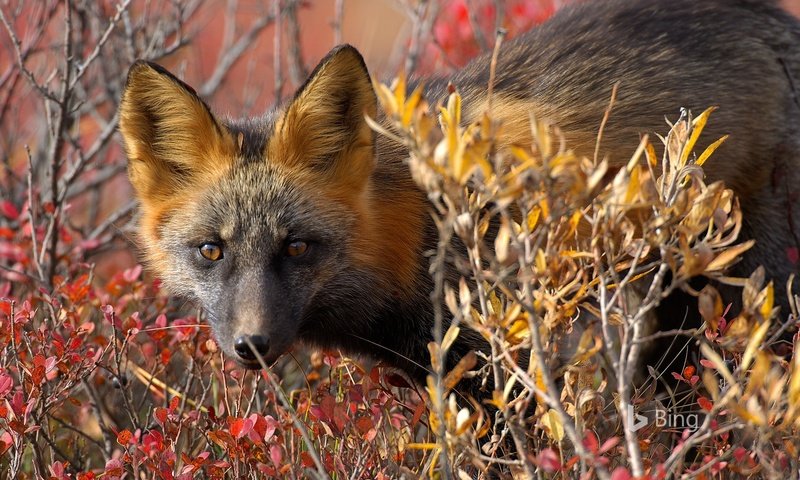 Обои глаза, природа, листья, взгляд, осень, лиса, лисица, канада, eyes, nature, leaves, look, autumn, fox, canada разрешение 1920x1200 Загрузить