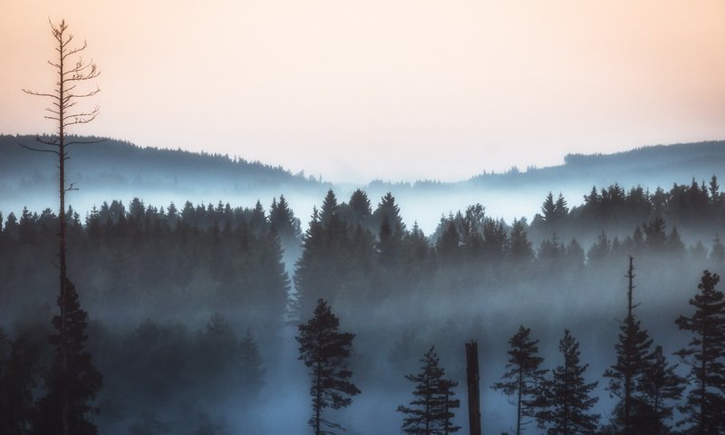 Обои природа, лес, пейзаж, утро, туман, сосны, nature, forest, landscape, morning, fog, pine разрешение 2560x1600 Загрузить