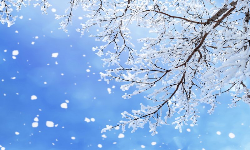 Обои небо, ветки, ветка, снег, природа, дерево, зима, макро, снежинки, the sky, branches, branch, snow, nature, tree, winter, macro, snowflakes разрешение 6550x4367 Загрузить