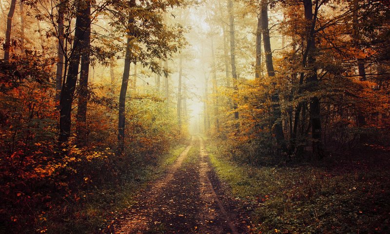 Обои деревья, природа, лес, осень, тропинка, trees, nature, forest, autumn, path разрешение 1920x1200 Загрузить