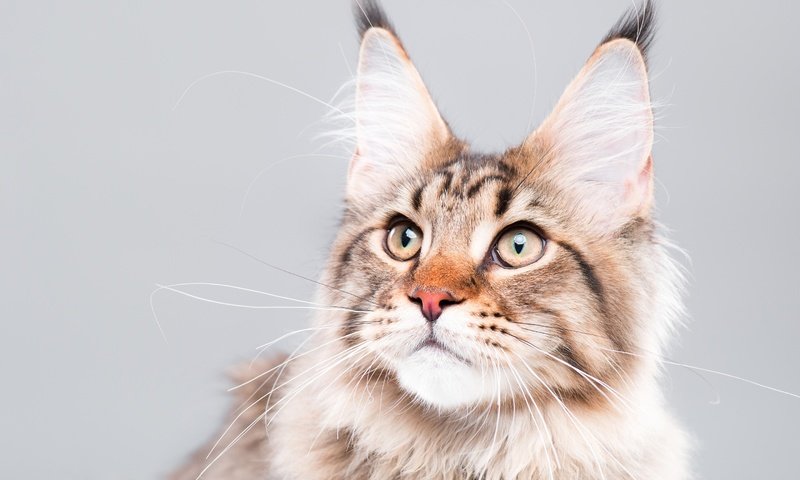 Обои глаза, фон, кот, усы, кошка, взгляд, мейн-кун, eyes, background, cat, mustache, look, maine coon разрешение 2880x1800 Загрузить