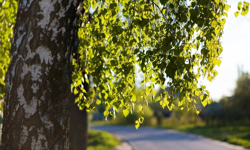 Обои дорога, дерево, листья, ветки, весна, береза, road, tree, leaves, branches, spring, birch разрешение 2880x1800 Загрузить