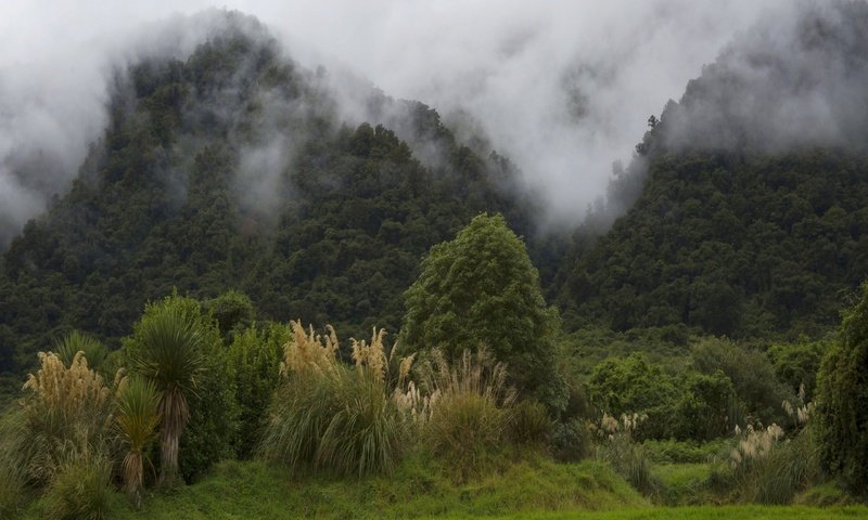 Обои деревья, горы, лес, туман, кусты, новая зеландия, trees, mountains, forest, fog, the bushes, new zealand разрешение 2560x1600 Загрузить