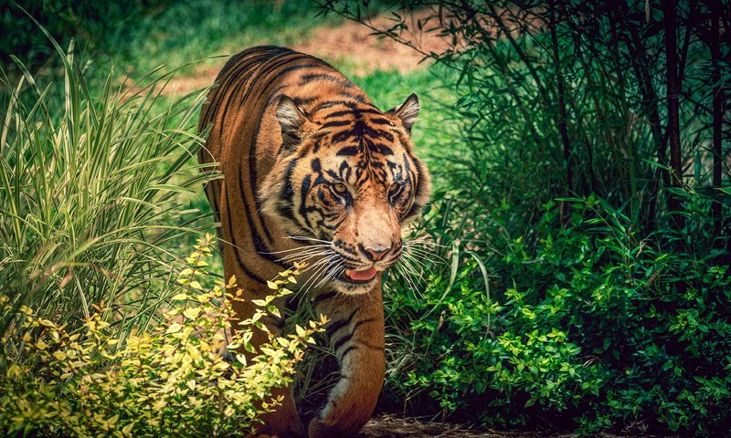 Обои тигр, морда, растения, взгляд, хищник, большая кошка, дикая кошка, tiger, face, plants, look, predator, big cat, wild cat разрешение 4000x2295 Загрузить