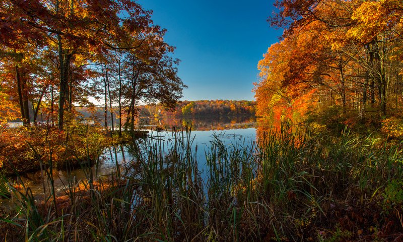 Обои трава, ice lakes, деревья, озеро, природа, осень, сша, колорадо, осень. озеро, grass, trees, lake, nature, autumn, usa, colorado, autumn. lake разрешение 3600x2200 Загрузить