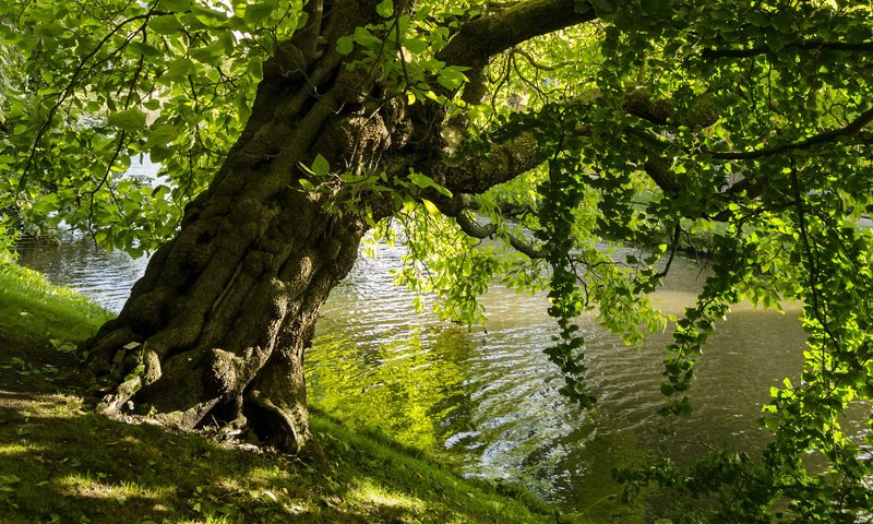 Обои озеро, дерево, листья, пейзаж, парк, ветки, lake, tree, leaves, landscape, park, branches разрешение 1920x1200 Загрузить