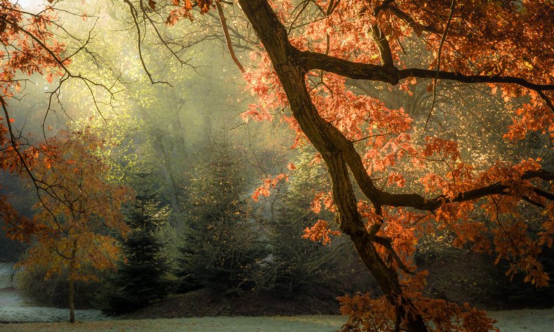 Обои свет, деревья, листья, лучи, осень, light, trees, leaves, rays, autumn разрешение 1920x1200 Загрузить