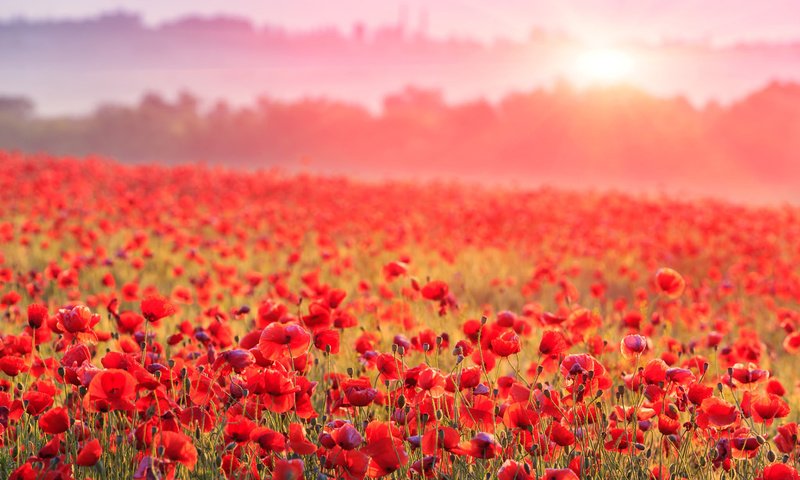 Обои цветы, туман, поле, горизонт, красные, маки, flowers, fog, field, horizon, red, maki разрешение 1920x1200 Загрузить