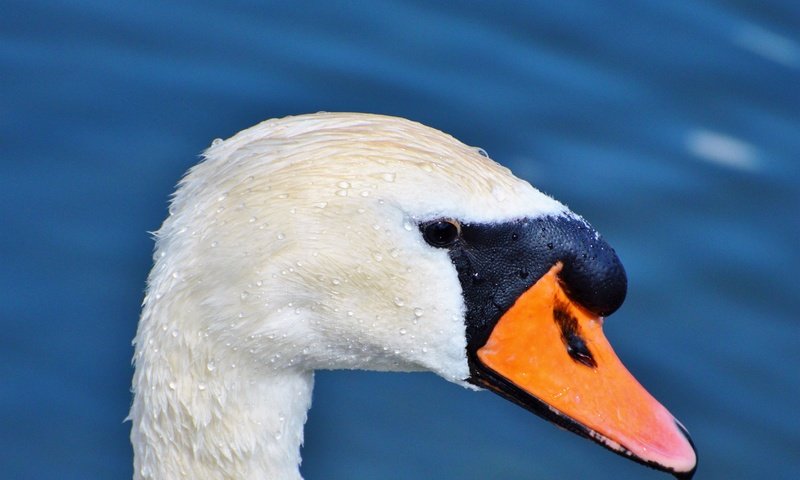 Обои птица, клюв, лебедь, голова, bird, beak, swan, head разрешение 4623x3071 Загрузить