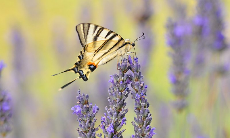 Обои цветы, насекомое, лаванда, бабочка, крылья, flowers, insect, lavender, butterfly, wings разрешение 2560x1600 Загрузить