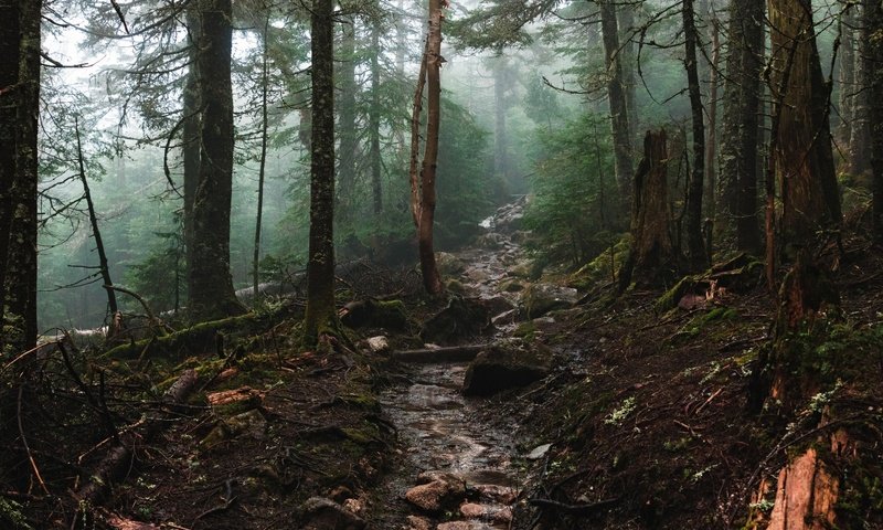 Обои деревья, природа, лес, ручей, trees, nature, forest, stream разрешение 1920x1080 Загрузить