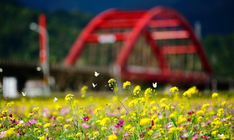 Обои цветы, природа, лето, насекомые, бабочки, боке, желтые цветы, flowers, nature, summer, insects, butterfly, bokeh, yellow flowers разрешение 1920x1200 Загрузить