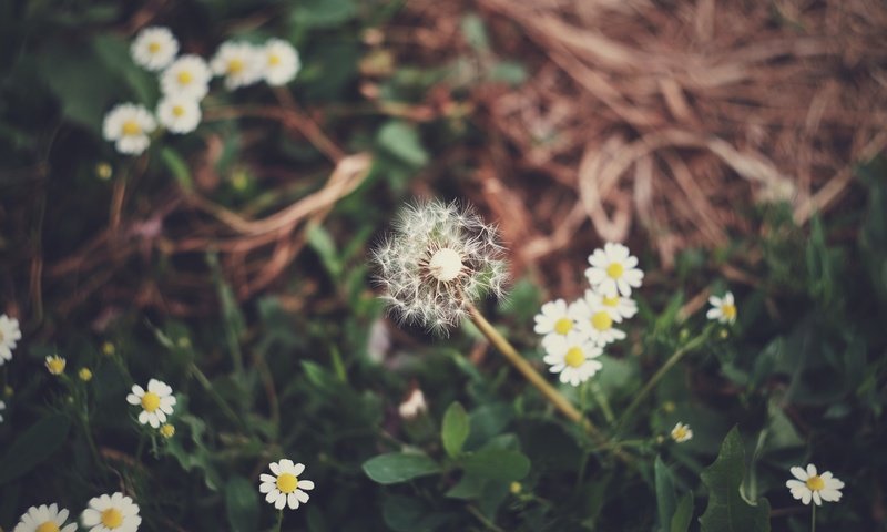 Обои цветы, трава, поляна, ромашки, одуванчик, flowers, grass, glade, chamomile, dandelion разрешение 4896x3264 Загрузить