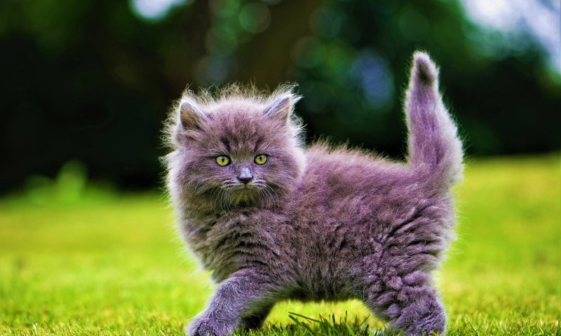 Обои трава, кот, мордочка, кошка, взгляд, котенок, пушистый, серый, лапки, legs, grass, cat, muzzle, look, kitty, fluffy, grey разрешение 5722x4087 Загрузить