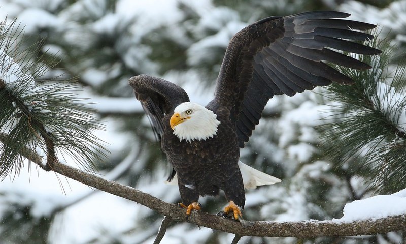Обои ветка, крылья, хищник, птица, белоголовый орлан, branch, wings, predator, bird, bald eagle разрешение 1920x1080 Загрузить