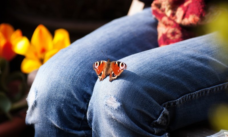 Обои цветы, насекомое, бабочка, джинсы, ноги, тюльпаны, колени, flowers, insect, butterfly, jeans, feet, tulips, knees разрешение 1920x1200 Загрузить