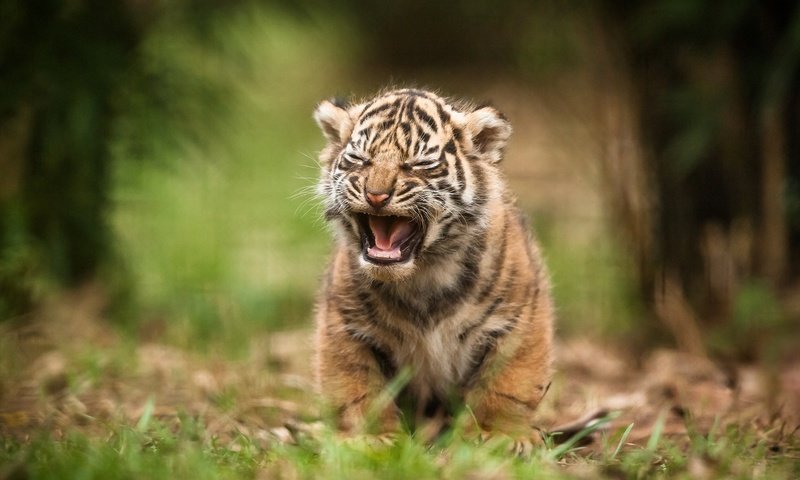 Обои тигр, природа, тигренок, дикая кошка, детеныш, tiger, nature, wild cat, cub разрешение 2048x1363 Загрузить