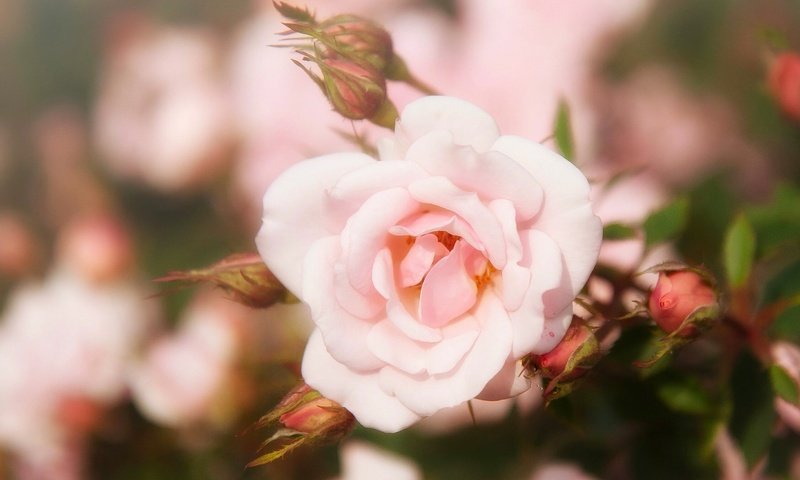Обои цветы, бутоны, роза, лепестки, размытость, flowers, buds, rose, petals, blur разрешение 2547x2033 Загрузить