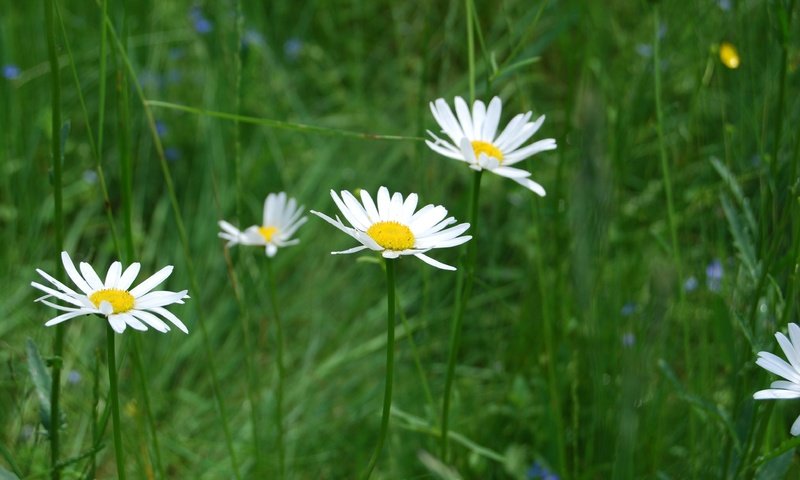 Обои цветы, трава, природа, ромашки, полевые цветы, flowers, grass, nature, chamomile, wildflowers разрешение 3872x2592 Загрузить