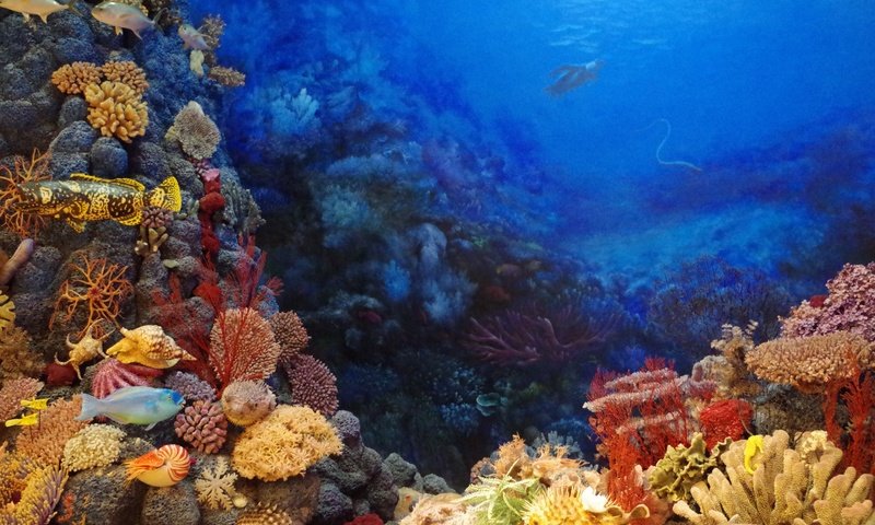 Обои море, рыбки, рыбы, кораллы, подводный мир, тропические рыбы, sea, fish, corals, underwater world, tropical fish разрешение 4928x3264 Загрузить