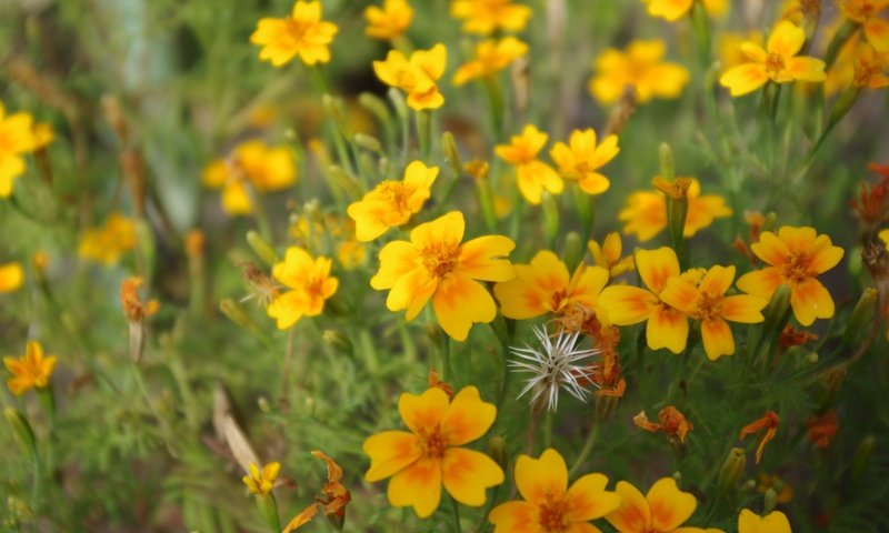 Обои цветы, лепестки, желтые, полевые цветы, flowers, petals, yellow, wildflowers разрешение 4928x3264 Загрузить